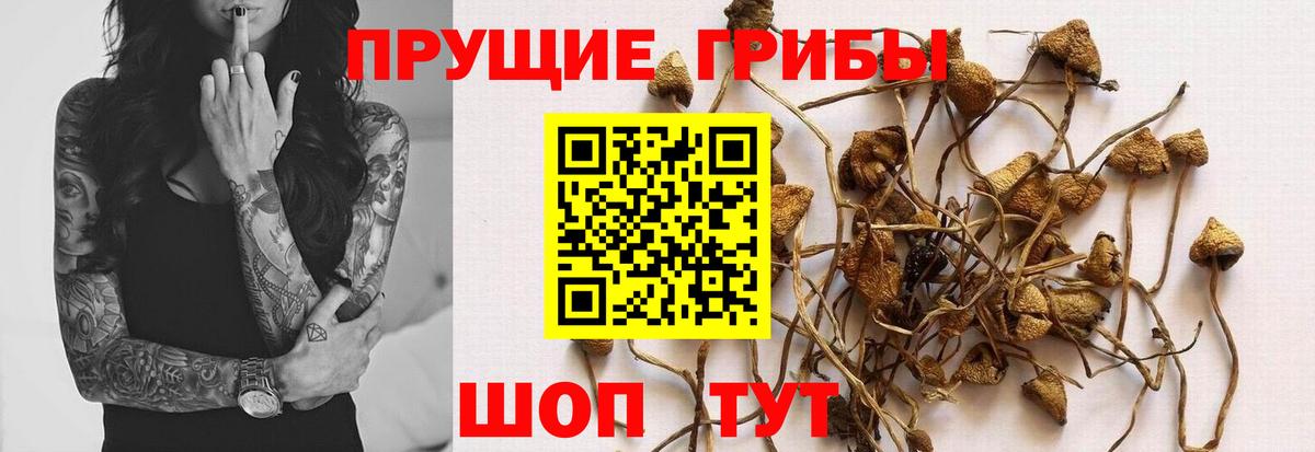Зеленогорск  купить  цена  Вход с VPN  Галлюциногенные грибы GOLDEN TEACHER 